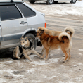 За укус бродячей собаки суд назначил выплату в 37 000 рублей